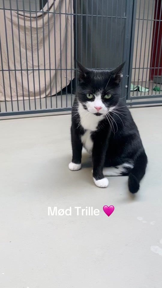 TikTok video thumbnail by roskildeinternat
