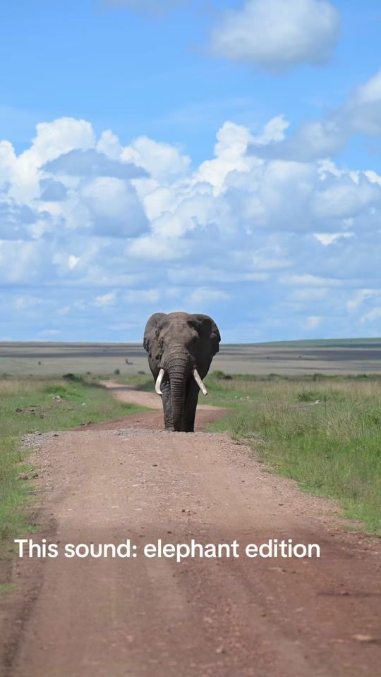 TikTok video thumbnail by cmackwildlife