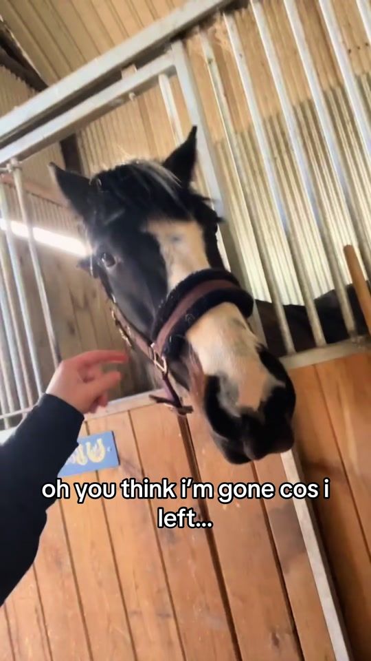 TikTok video thumbnail by cait.equestrian07