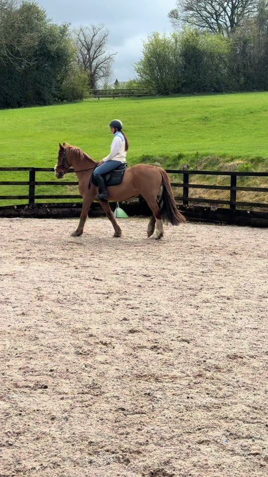 TikTok video thumbnail by libbypartridge.equine