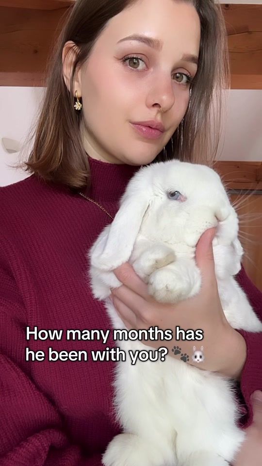 TikTok video thumbnail by gingersworld_rabbits