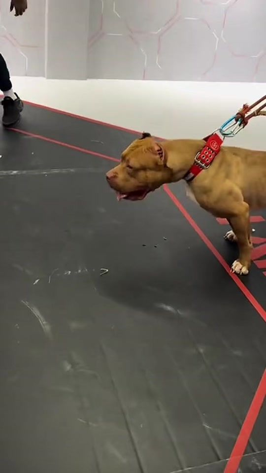 TikTok video thumbnail by pitbull_apbt_lovers