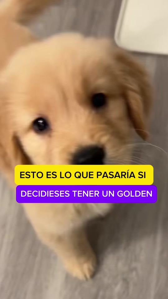TikTok video thumbnail by amomiretriever