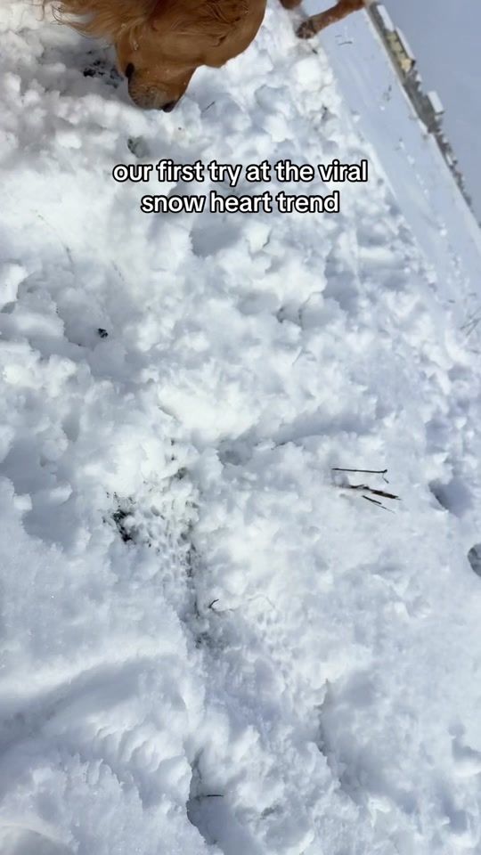 TikTok video thumbnail by leo.tiger.nala