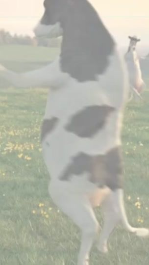TikTok video thumbnail by dreameev