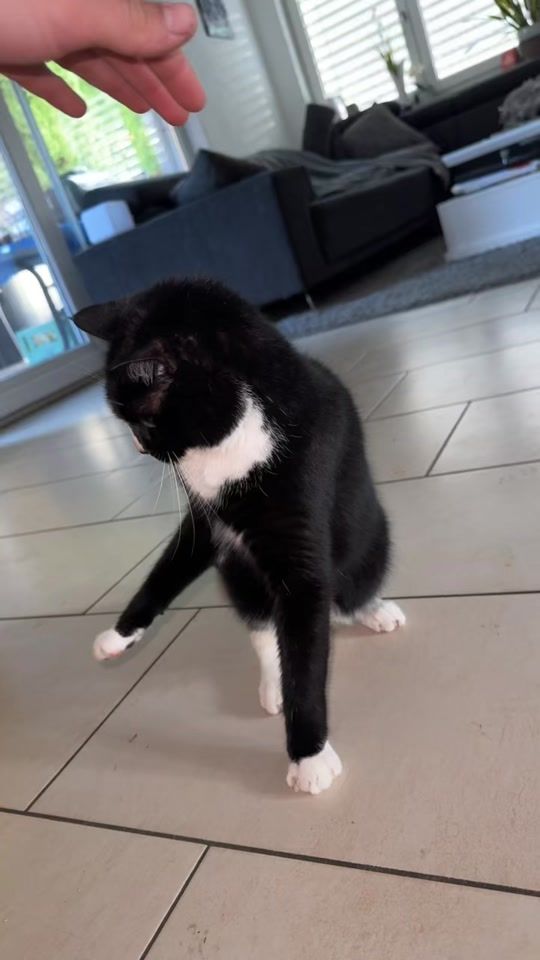 TikTok video thumbnail by bennitheblindcat