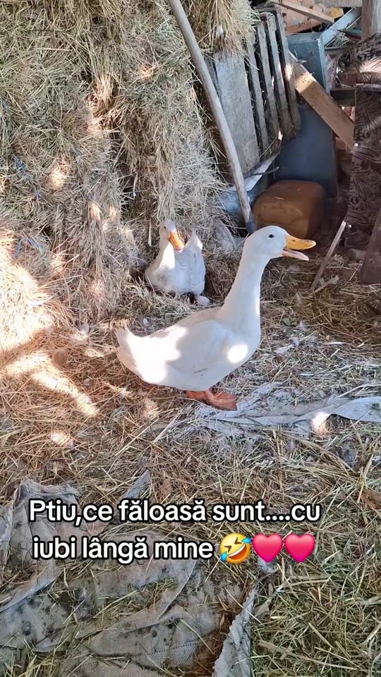 TikTok video thumbnail by emiliamarzoca31