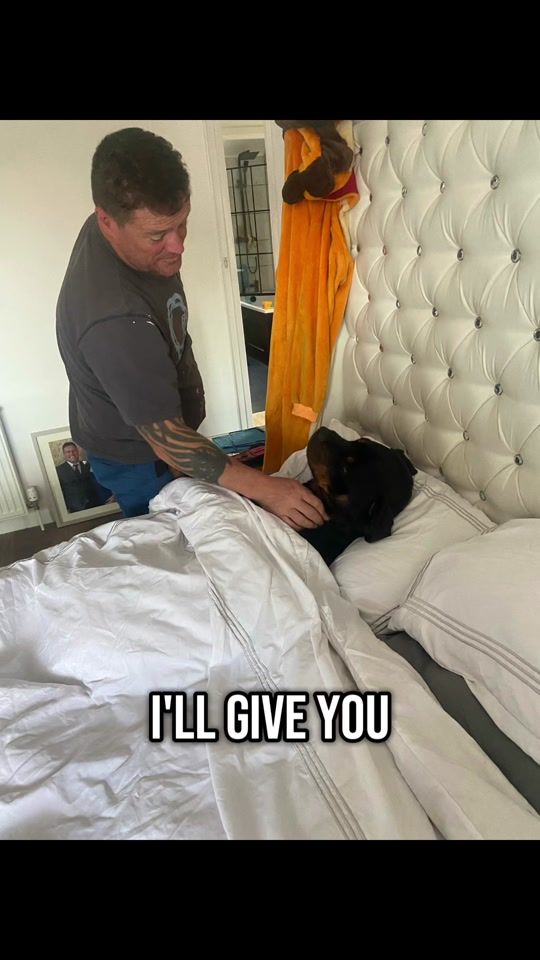 TikTok video thumbnail by maverick.the.rescue