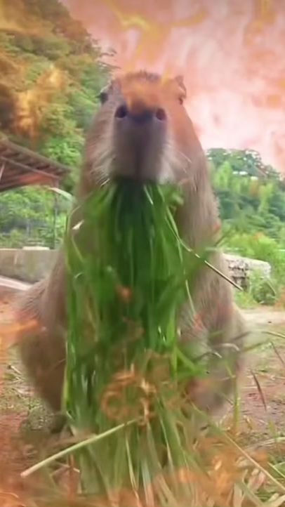 TikTok video thumbnail by hairyballs445