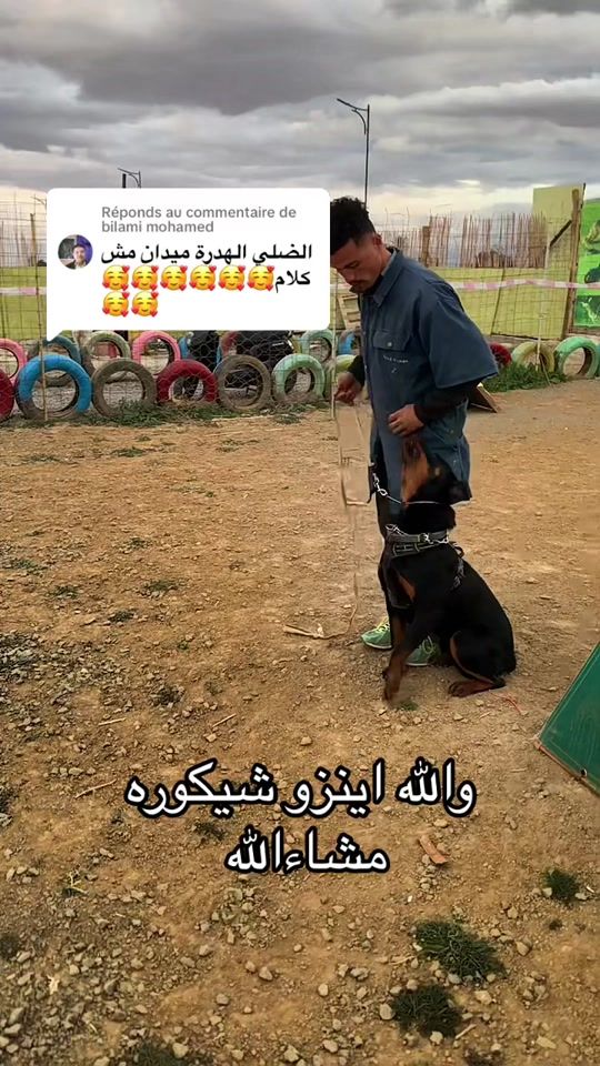 TikTok video thumbnail by dali_k9
