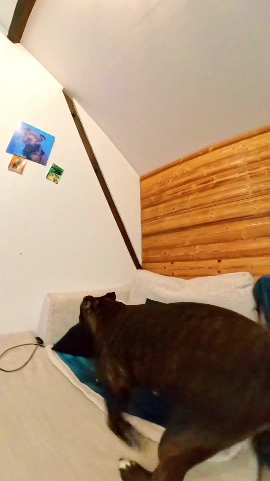 TikTok video thumbnail by noia.staffy
