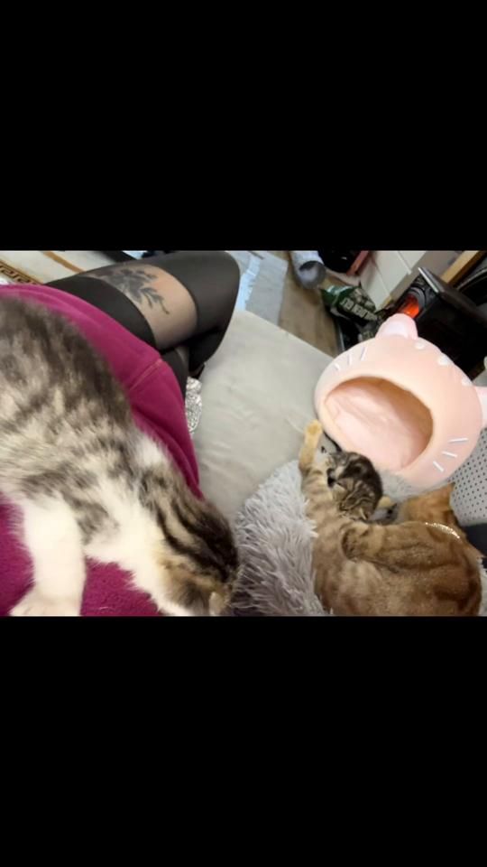 TikTok video thumbnail by linda_lindam