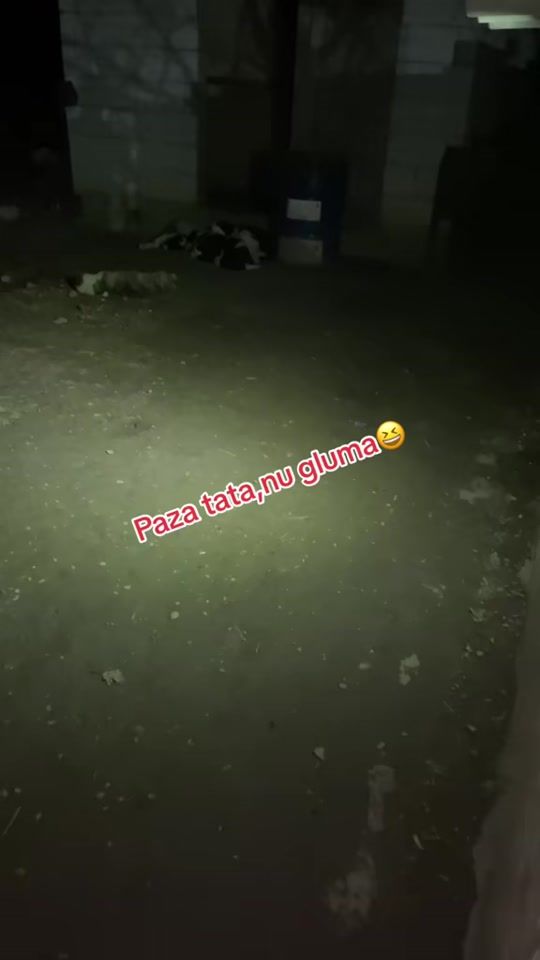 TikTok video thumbnail by krtkennel