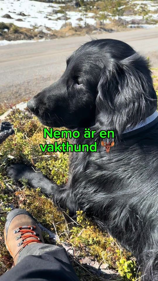 TikTok video thumbnail by helt.orimligt