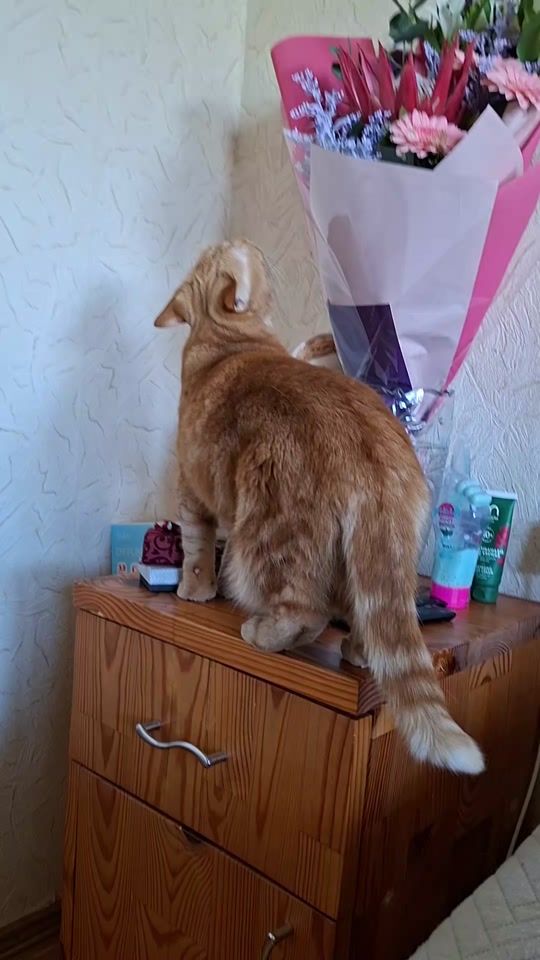 TikTok video thumbnail by perlasluna