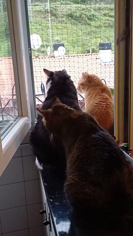 TikTok video thumbnail by simbanalakion