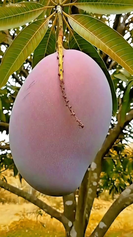 TikTok video thumbnail by s.d..yedountier