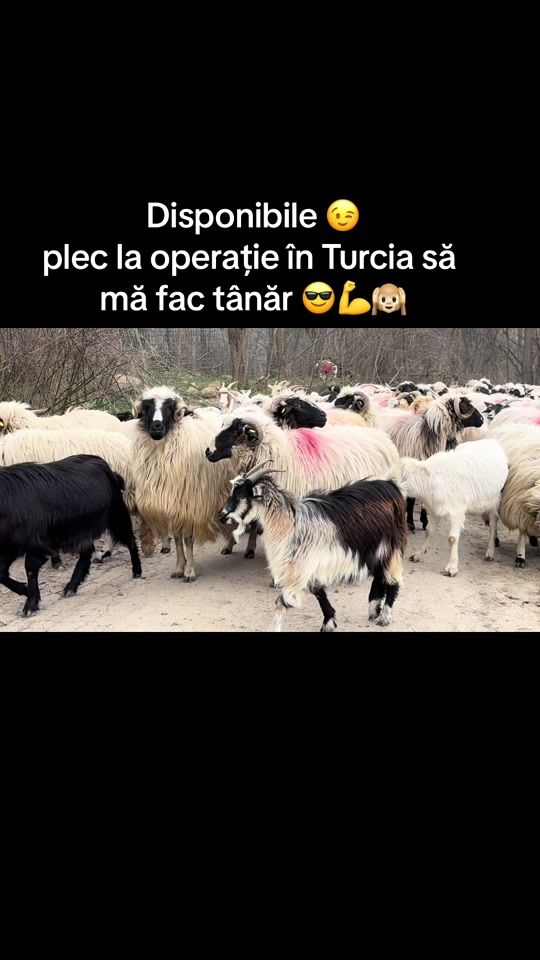 TikTok video thumbnail by mirceaarmeanu4