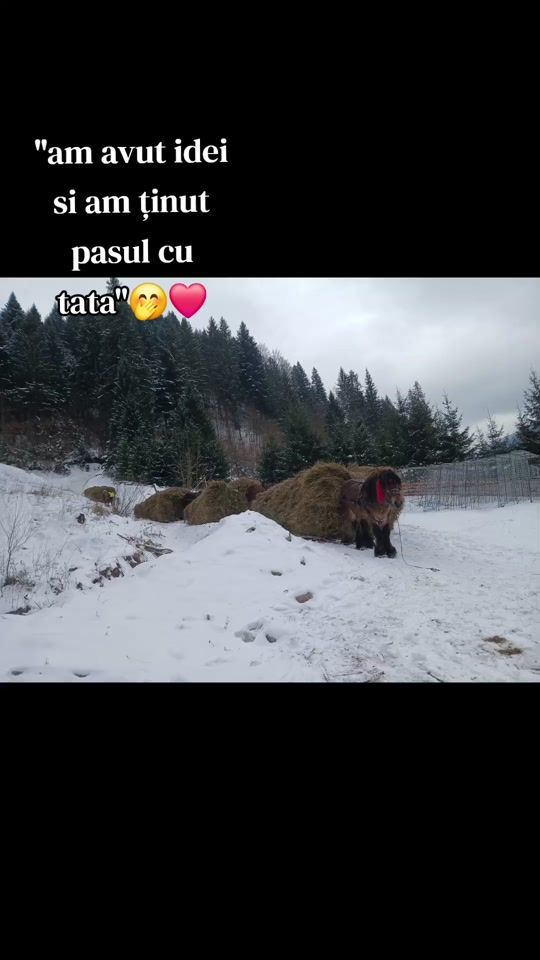 TikTok video thumbnail by _s_t_e_f_a_n_22