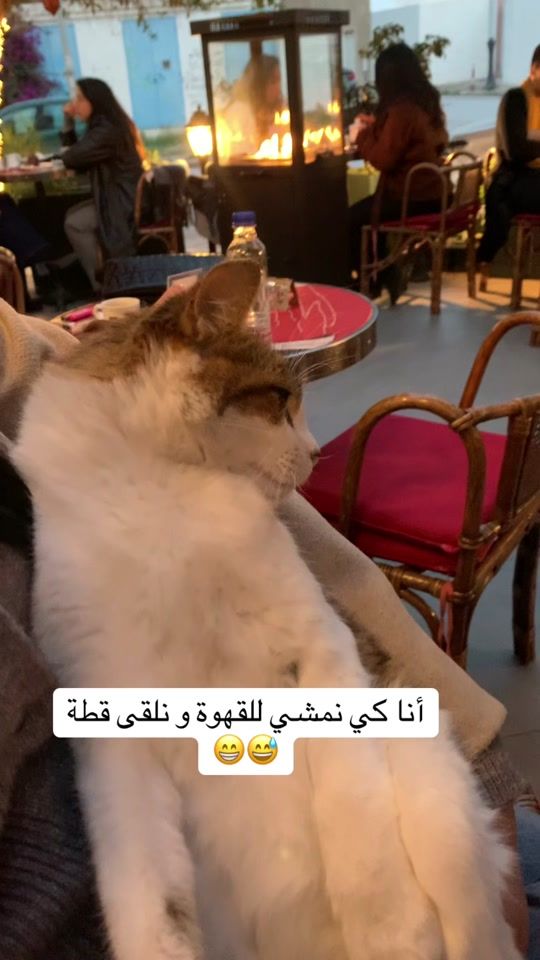 TikTok video thumbnail by animalsgood