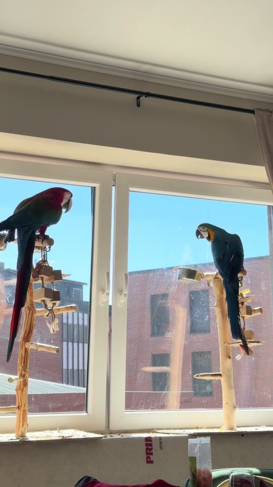 TikTok video thumbnail by ariathemacaw