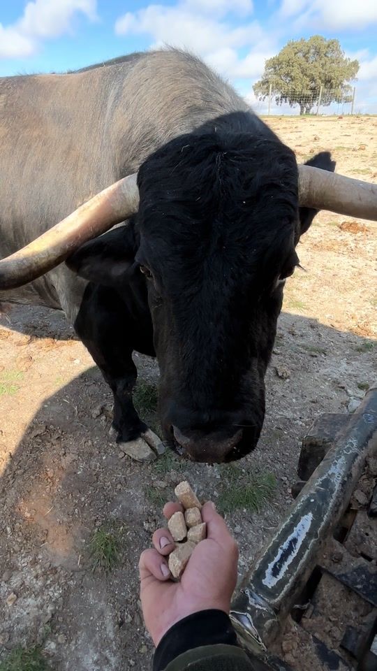 TikTok video thumbnail by javimarti7