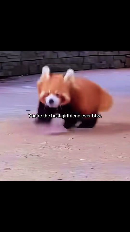 TikTok video thumbnail by therelatablecentre