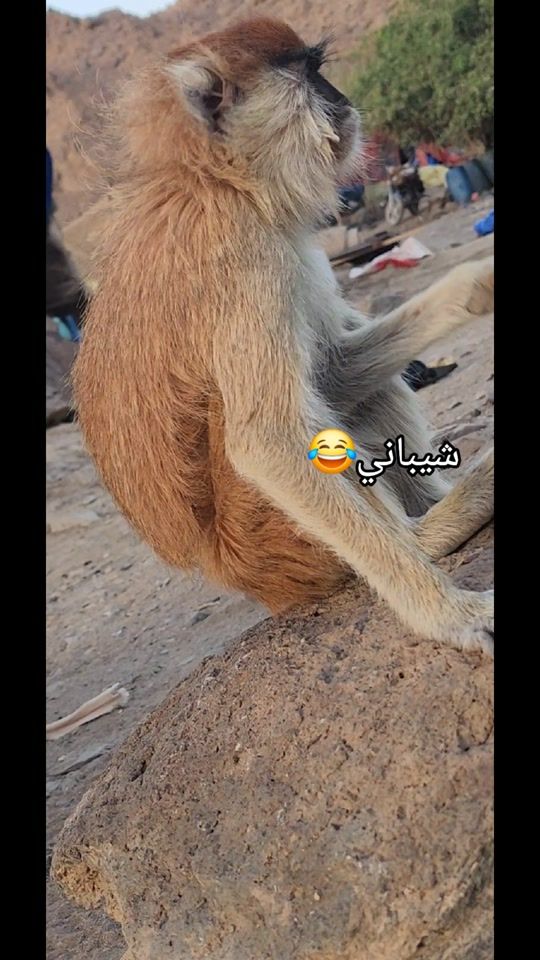 TikTok video thumbnail by a946673a1