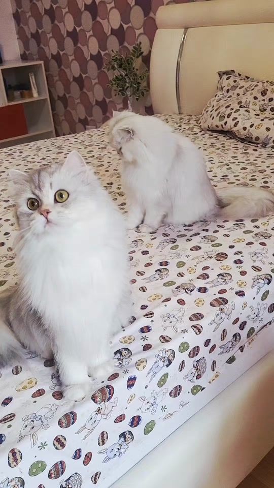 TikTok video thumbnail by dorina_rosu