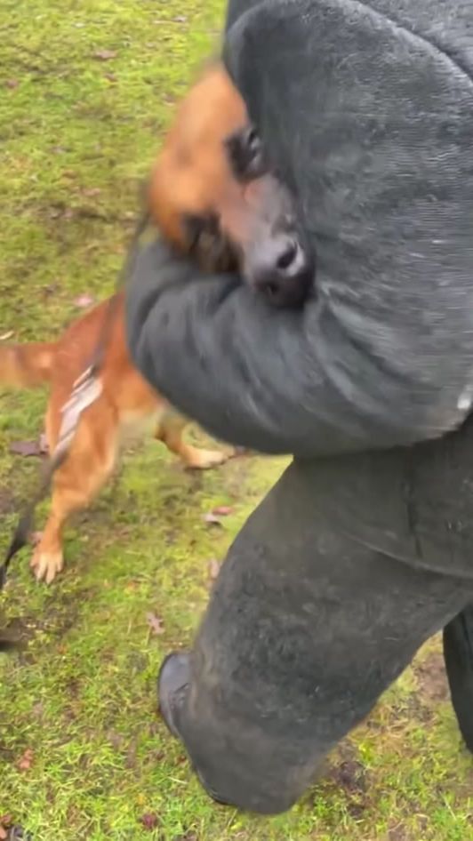 TikTok video thumbnail by k9bang