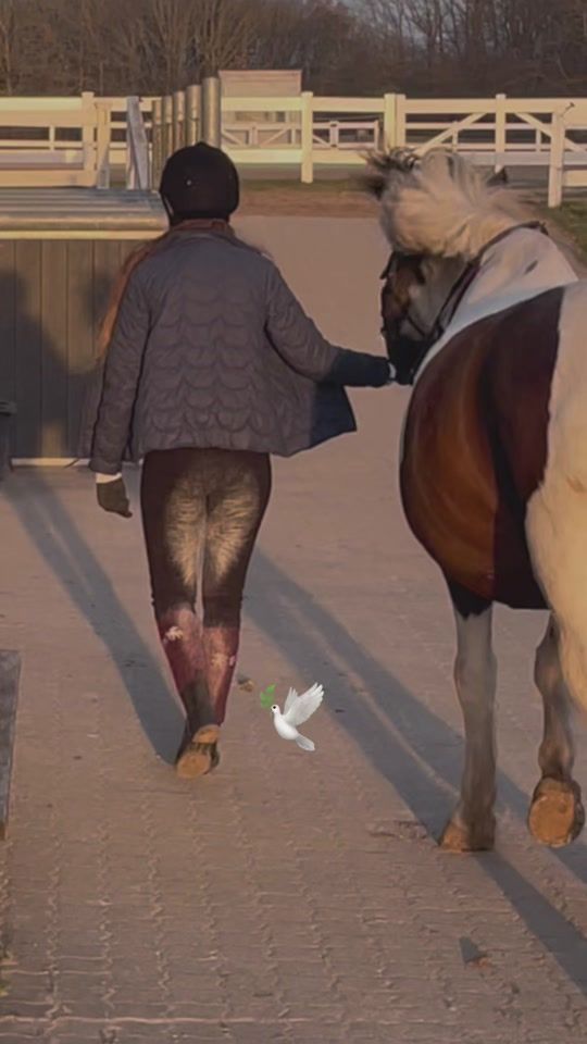 TikTok video thumbnail by e._.equestrian_