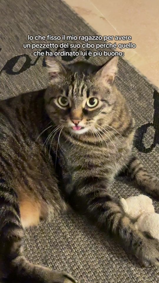 TikTok video thumbnail by muffinthecat2