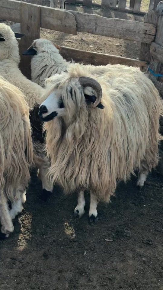 TikTok video thumbnail by _agro.farm_