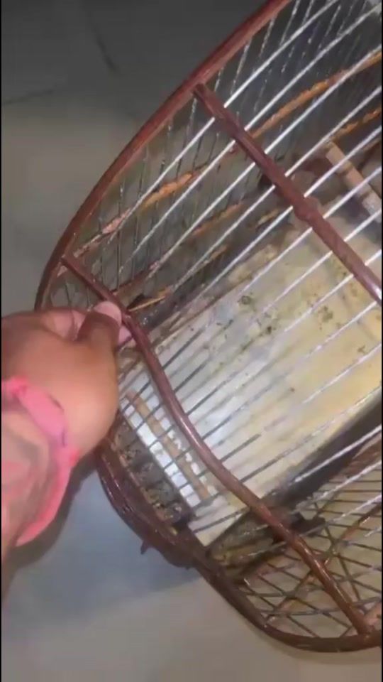 TikTok video thumbnail by haabo.cage