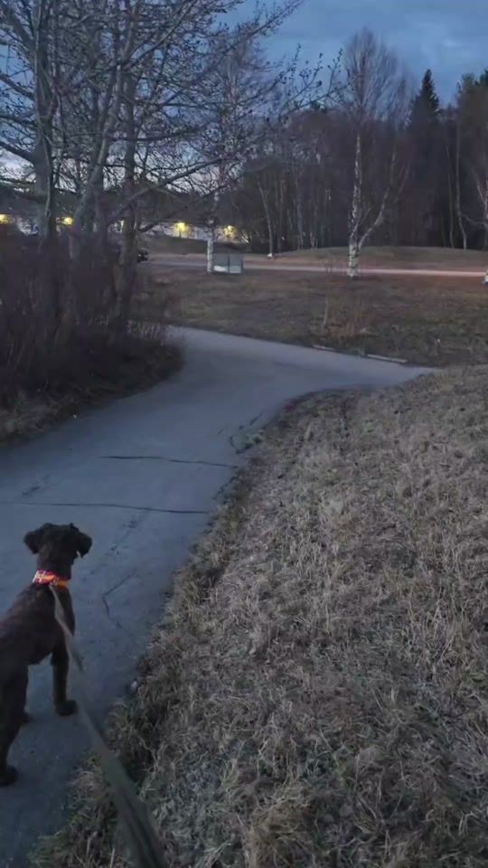 TikTok video thumbnail by mhdogs
