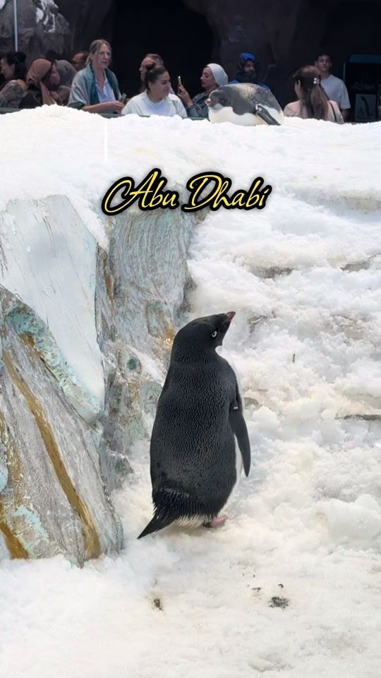 TikTok video thumbnail by simonefoeldvari