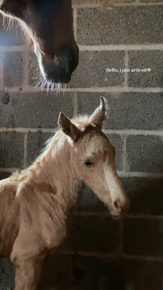 TikTok video thumbnail by j.kallastecarriages
