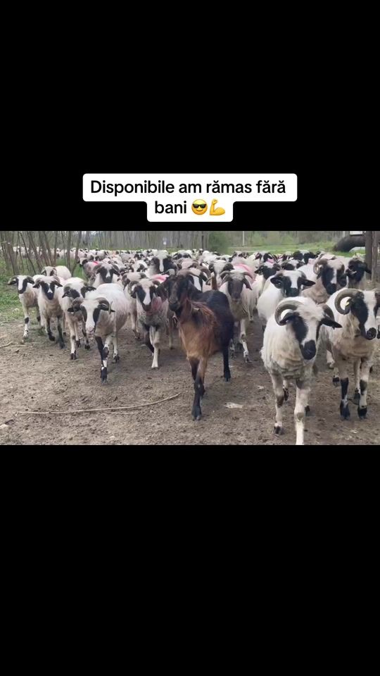 TikTok video thumbnail by mirceaarmeanu4