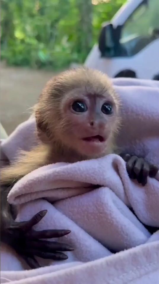 TikTok video thumbnail by humanisedapes