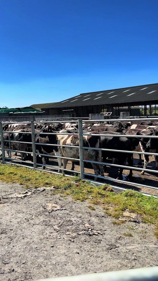 TikTok video thumbnail by www.dz23.com