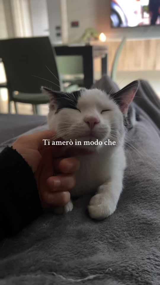 TikTok video thumbnail by murtaserica