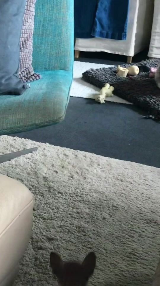 TikTok video thumbnail by miss.sofie.k