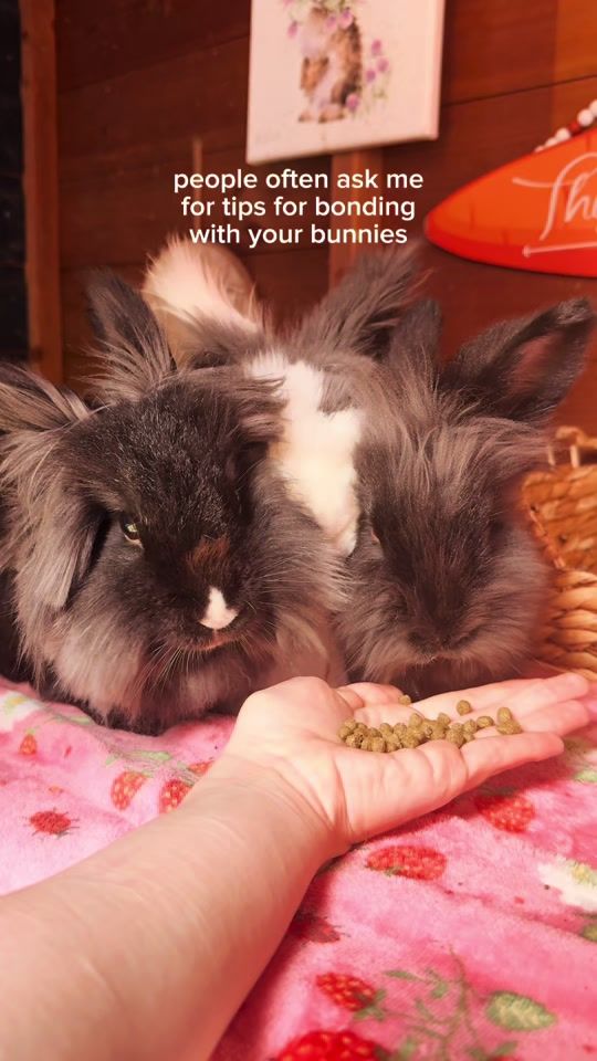 TikTok video thumbnail by animalhipppie