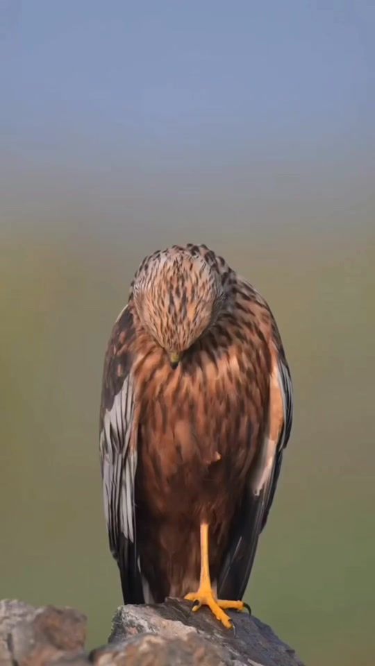 TikTok video thumbnail by aquillasofficiel5