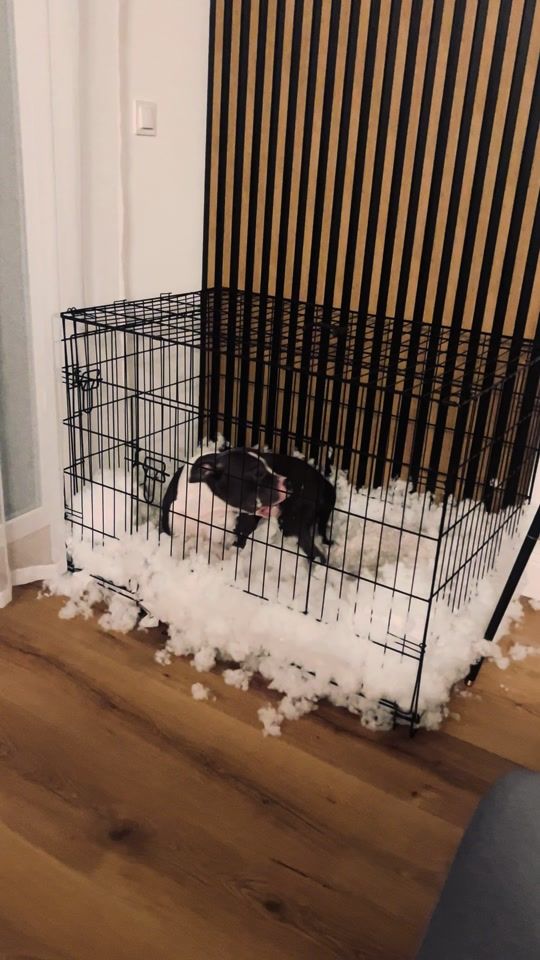 TikTok video thumbnail by louisthecatmeow