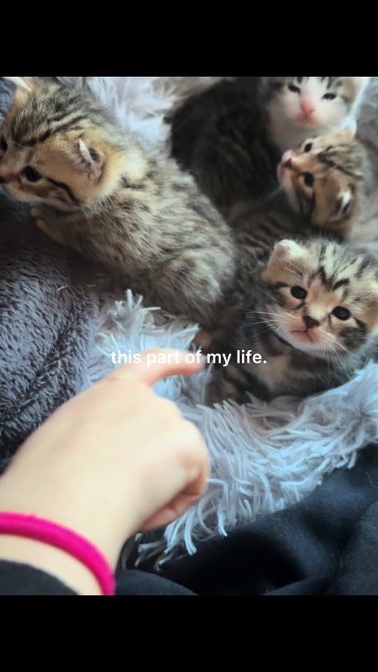 TikTok video thumbnail by linda_lindam