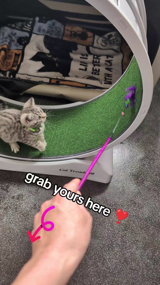 TikTok video thumbnail by pet_sanctuary