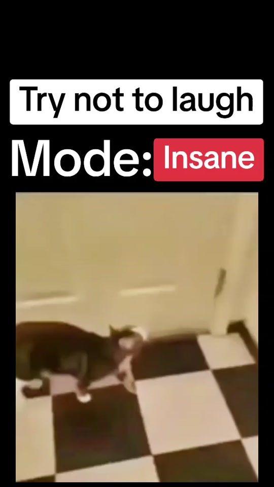 TikTok video thumbnail by dailymemes111