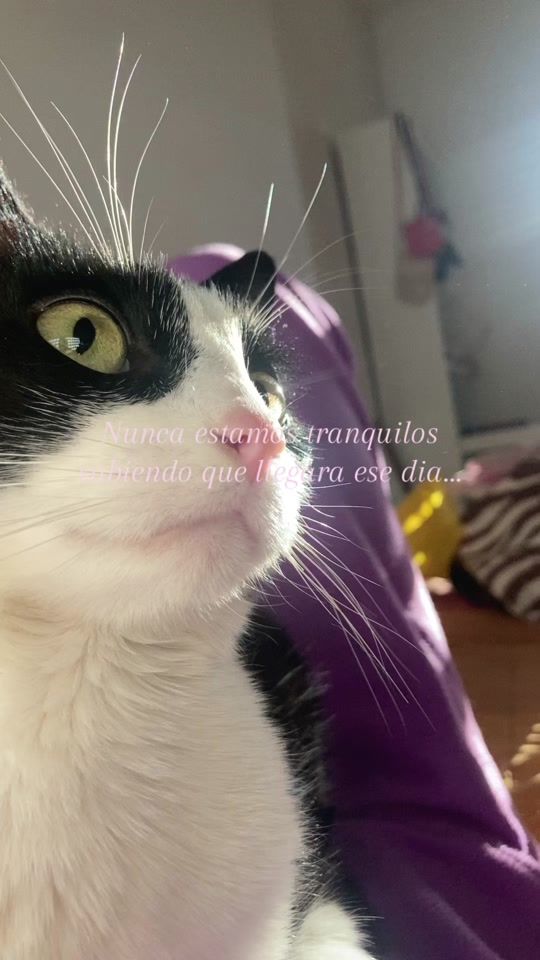 TikTok video thumbnail by tanbunnykuz