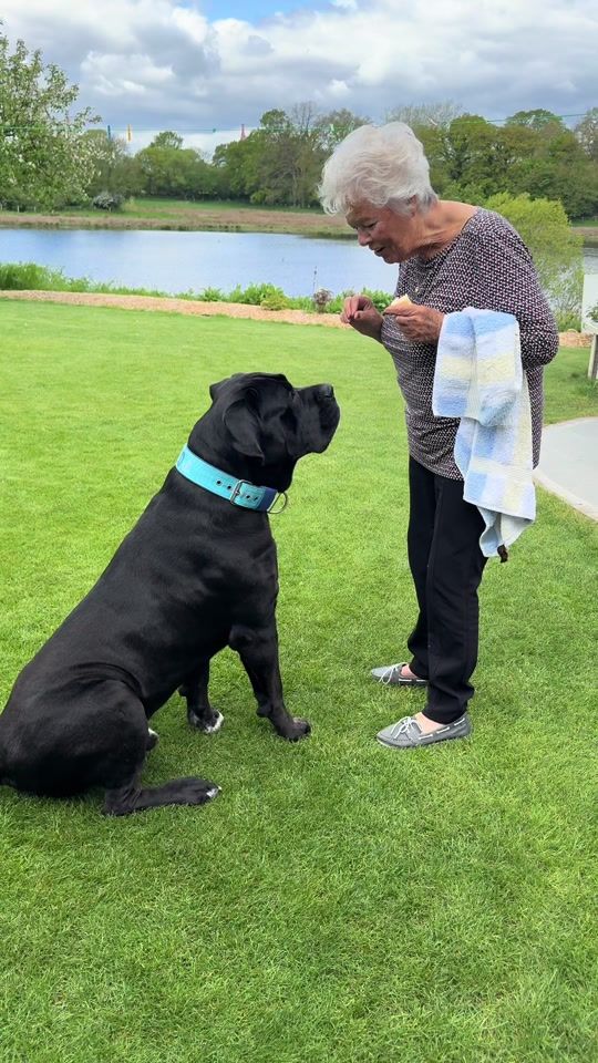 TikTok video thumbnail by apollo_canecorso_